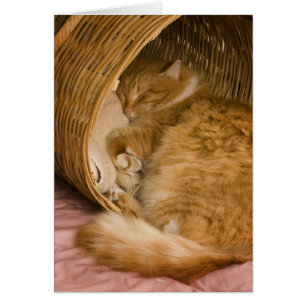 Orange tabby som sover i korg hälsningskort