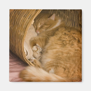 Orange tabby som sover i korg magnet