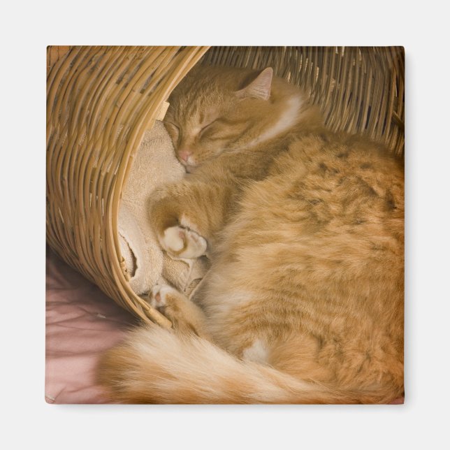 Orange tabby som sover i korg magnet (Framsidan)