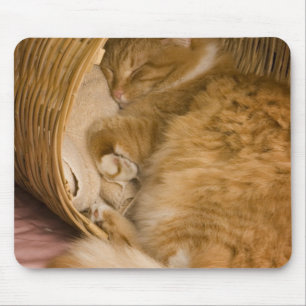 Orange tabby som sover i korg musmatta