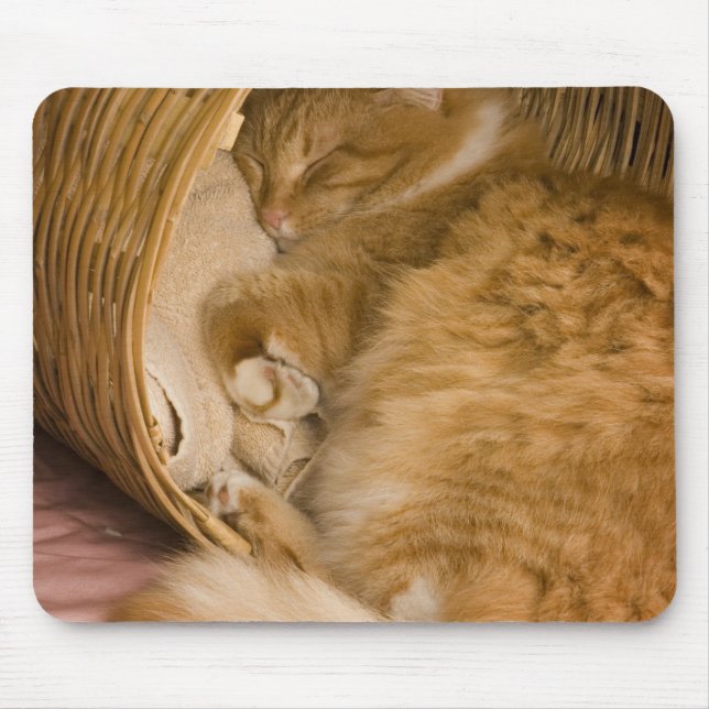 Orange tabby som sover i korg musmatta (Framsidan)