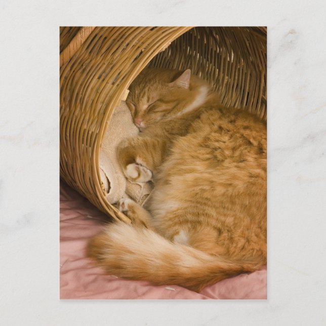 Orange tabby som sover i korg vykort (Framsida)