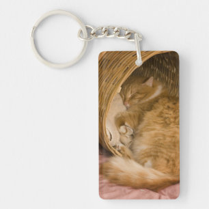 Orange tabby sover i korg