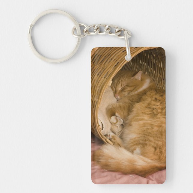 Orange tabby sover i korg (Framsidan)