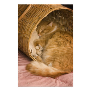 Orange tabby sover i korg fototryck
