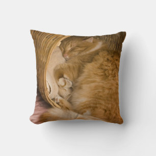 Orange tabby sover i korg kudde
