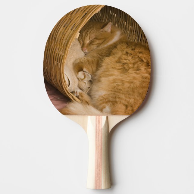 Orange tabby sover i korg pingisracket (Framsidan)