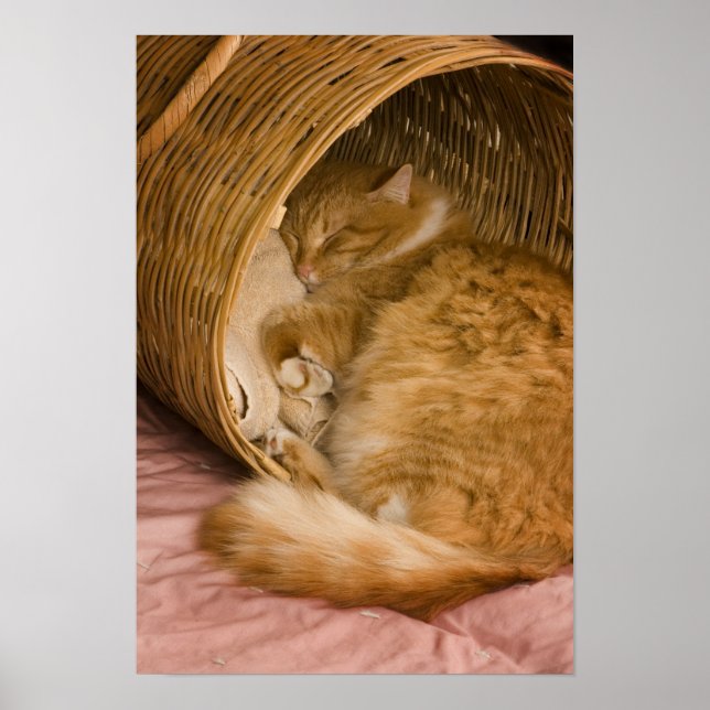 Orange tabby sover i korg poster (Framsidan)