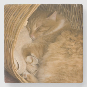 Orange tabby sover i korg stenunderlägg