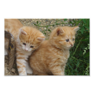 Orange Tabby Syskon Fototryck