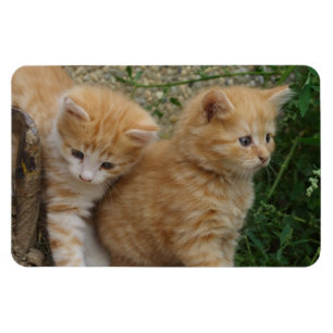 Orange Tabby Syskon Magnet