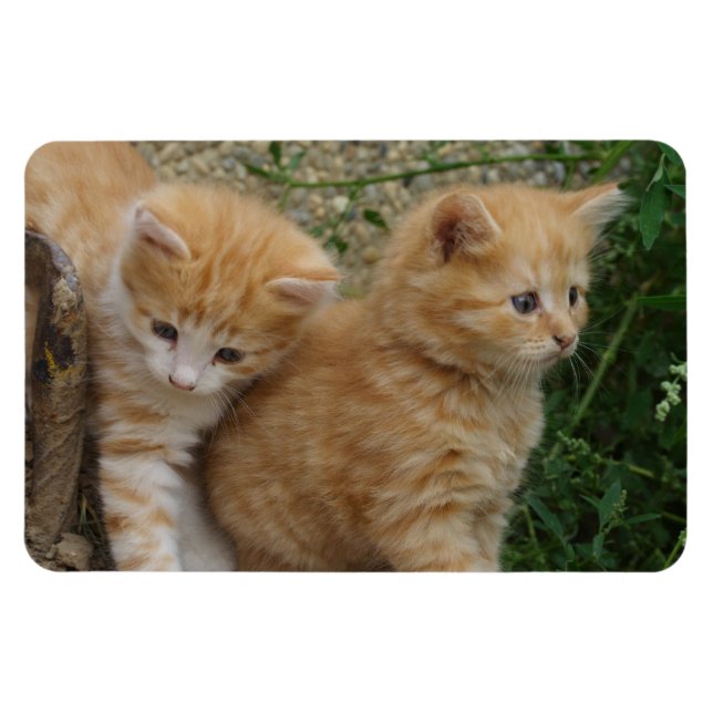 Orange Tabby Syskon Magnet (Horisontell)