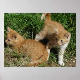 Orange Tabby Syskon Poster