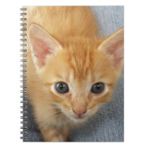 Orange tabbykattunge