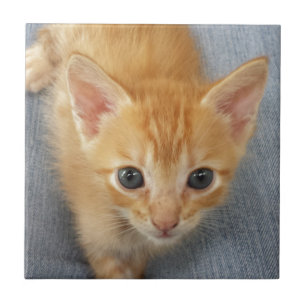 Orange tabbykattunge kakelplatta