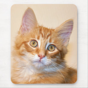 Orange tabbykattunge musmatta