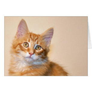 Orange, tabell, kattunge hälsningskort