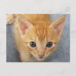 Orange, tabell, kattunge vykort