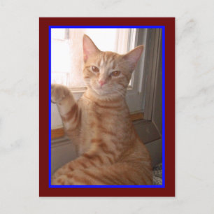 Orange Tiger Kitty vykort