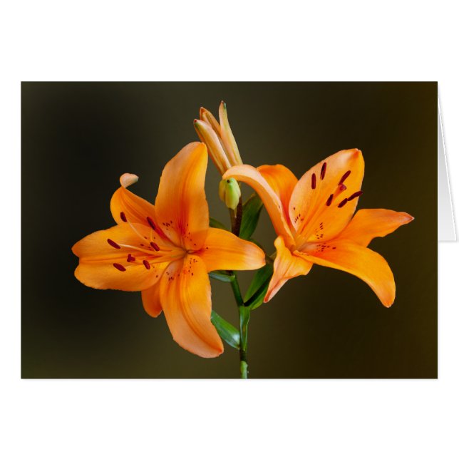 Orange Tiger Lilies and Buds Photographic Card Hälsningskort (Framsidan Horizontal)