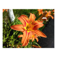 Orange Tiger Lilies