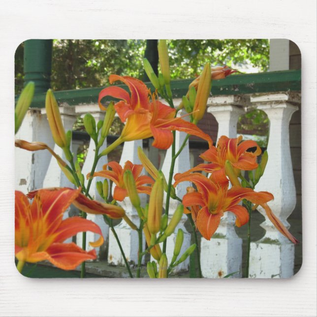 Orange Tiger Lilies - Martha's Vineyard Musmatta (Framsidan)