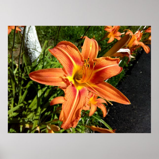 Orange Tiger Lilies Poster (Framsidan)