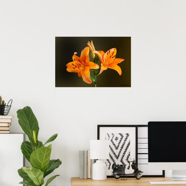 Orange Tiger Lillies and Buds Close Photogratograp Poster (Hemmakontoret)