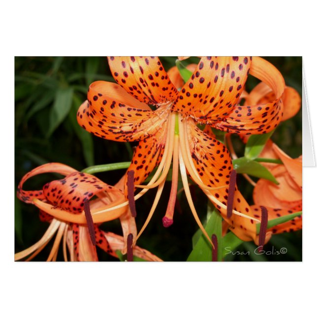 Orange Tiger Lily Flower Card Hälsningskort (Framsidan Horizontal)