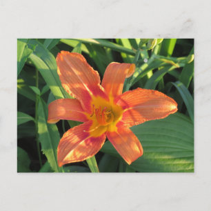Orange Tiger Lily Flower Vykort