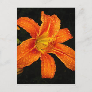 Orange Tiger Lily Flowers Vykort