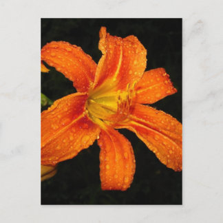Orange Tiger Lily Flowers Vykort