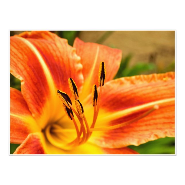 Orange Tiger Lily Fototryck (Framsidan)
