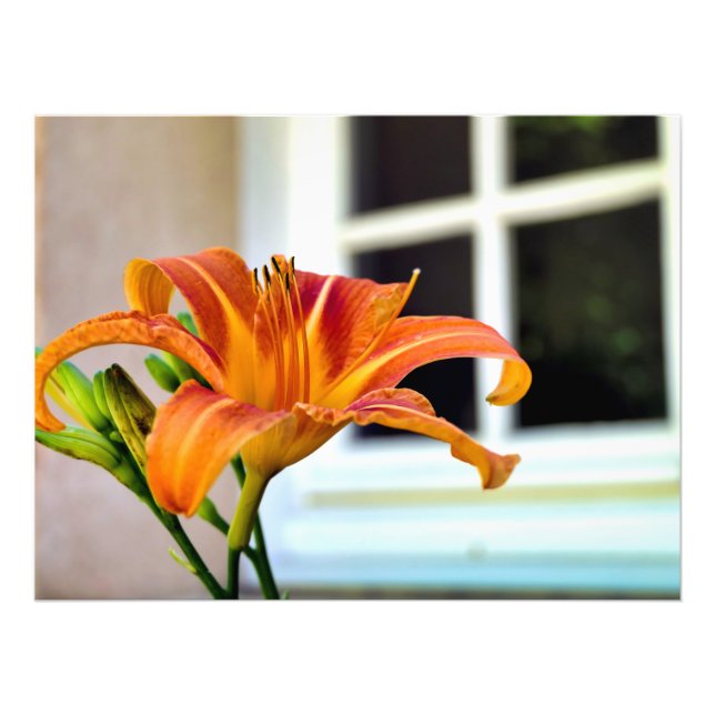 Orange Tiger Lily Fototryck (Framsidan)