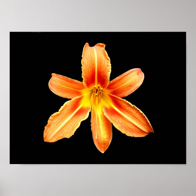 Orange Tiger Lily Poster (Framsidan)
