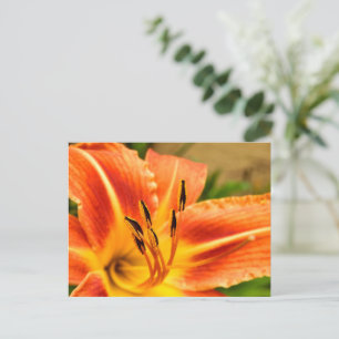 Orange Tiger Lily Vykort