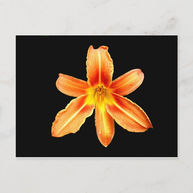 Orange Tiger Lily-vykort Vykort (Framsida)