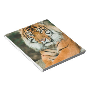 Orange tigeranteckningsblock anteckningsblock