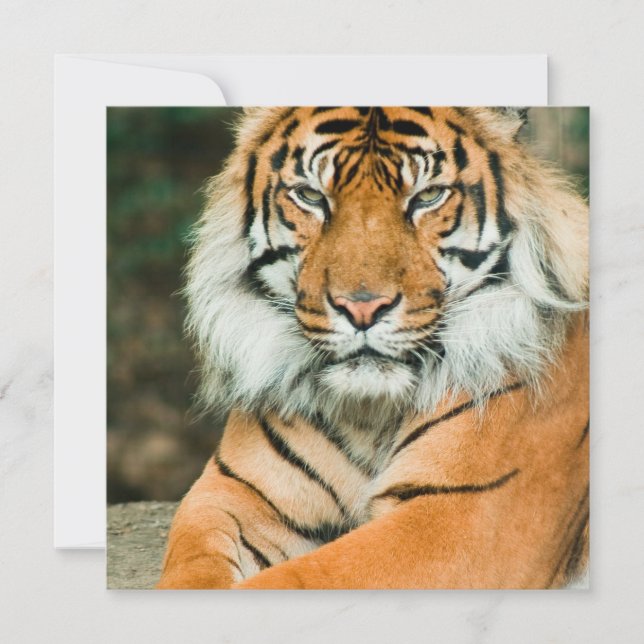 Orange tigerinbjudningar inbjudningar (Framsida)