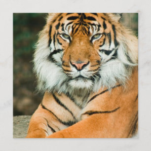 Orange tigerinbjudningar inbjudningar