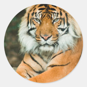 Orange tigerklistermärkear runt klistermärke