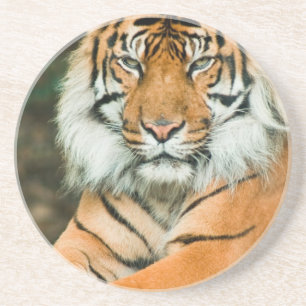 Orange tigerkustfartyg underlägg