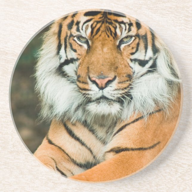 Orange tigerkustfartyg underlägg (Framsidan)