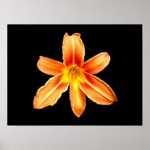 Orange Tigerlily-poster Poster