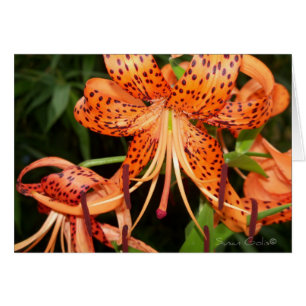 Orange Tigerlilyblomma Kort
