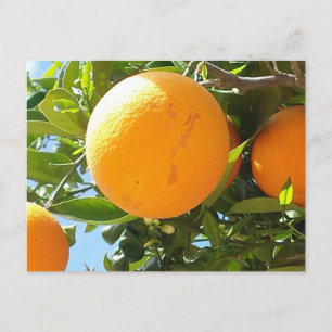 Orange Träd - Spanien, vykort