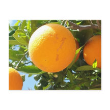 Orange Träd - Spanien, vykort