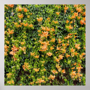 Orange Trumpet Flowers på en vägg. Poster