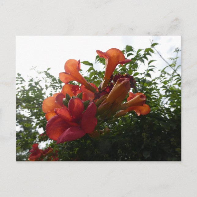 Orange Trumpet Vine Flowers DIY Postcard Vykort (Framsida)