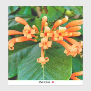 Orange Trumpet Vine Klistermärken
